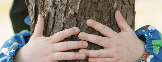 titelbild-baumspende